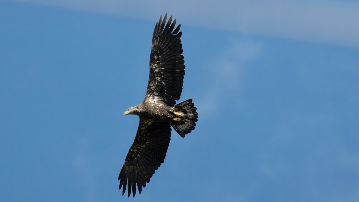 Bald Eagle - ML643599951