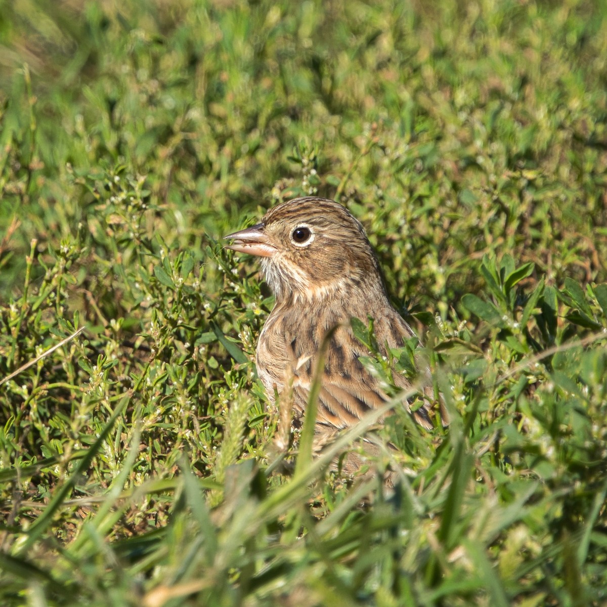 Vesper Sparrow - ML643599980