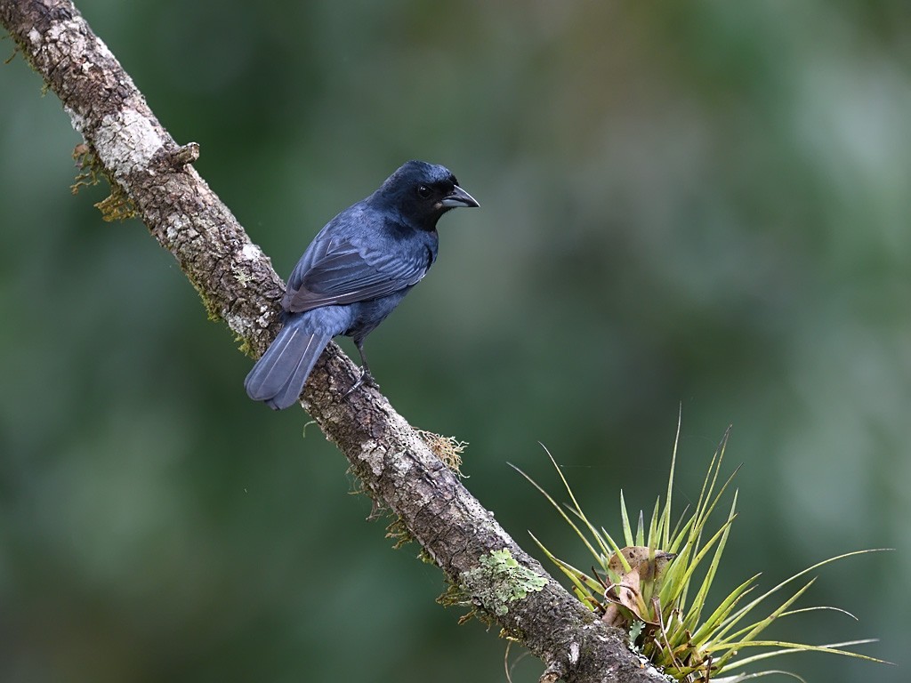 Ruby-crowned Tanager - ML643599981