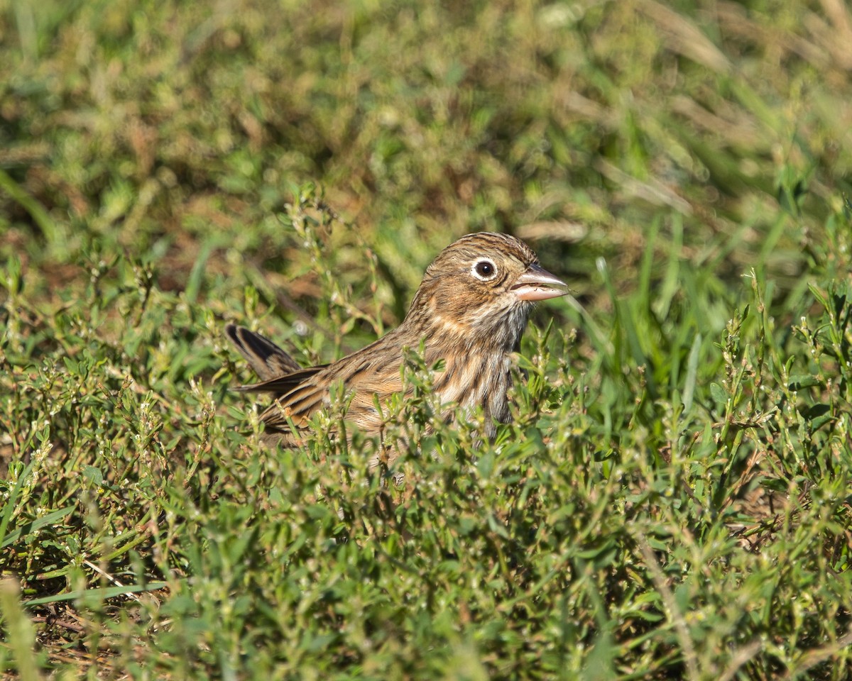 Vesper Sparrow - ML643599982