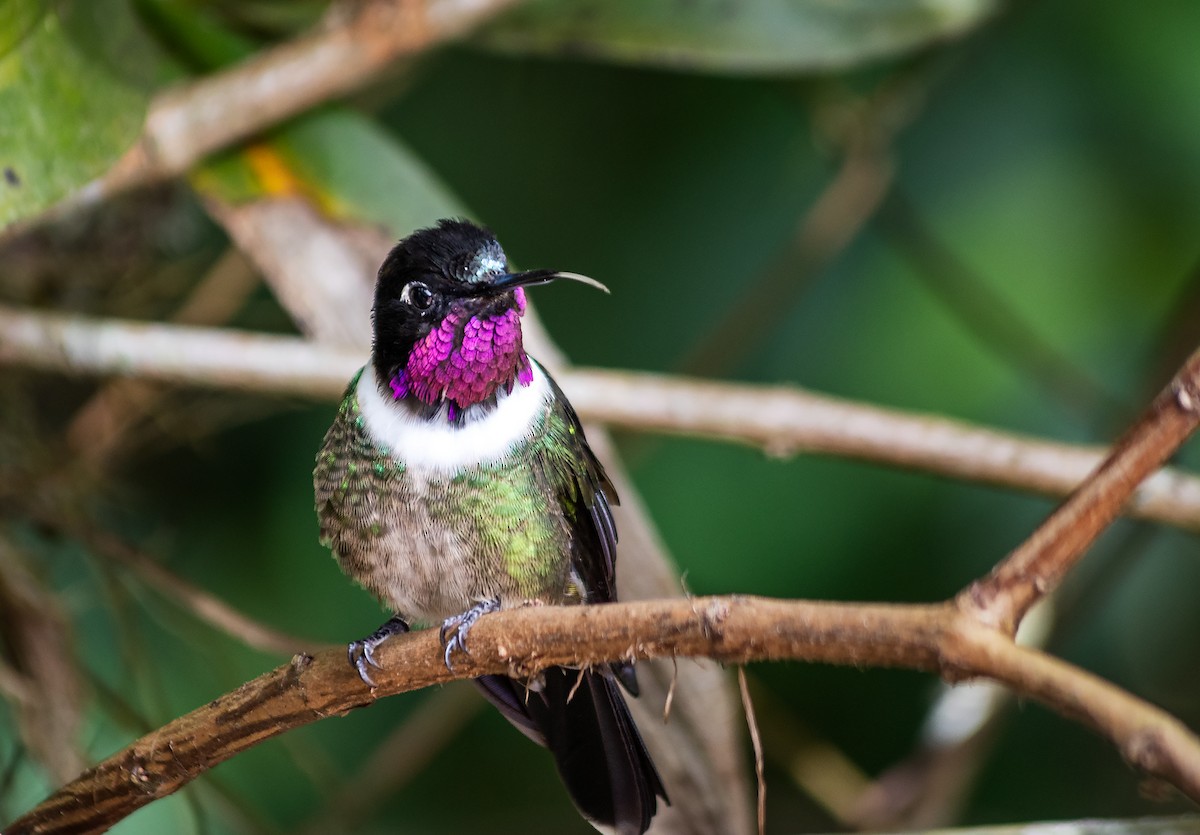 Merida Sunangel - ML643599983