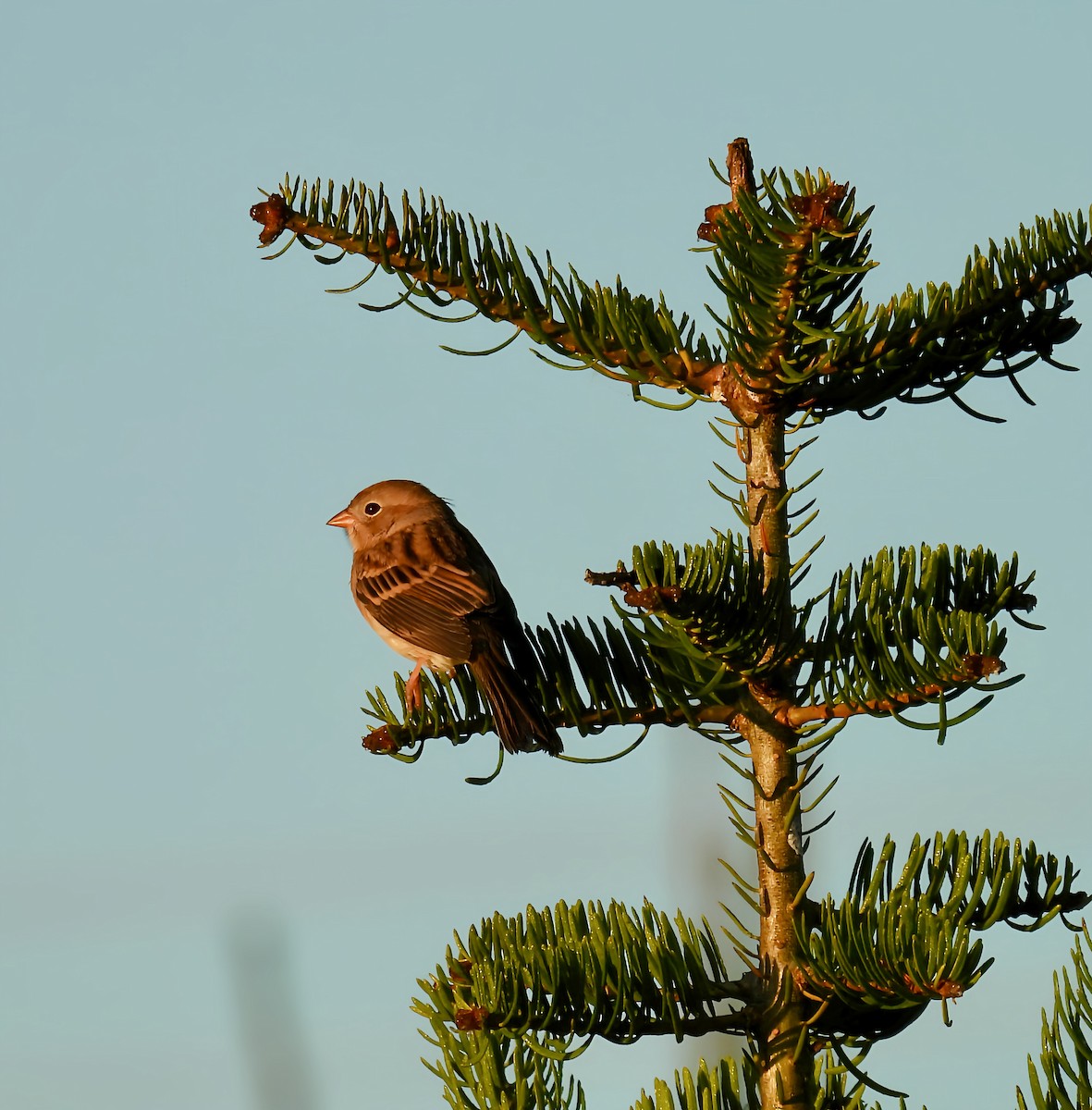 Field Sparrow - ML643599984