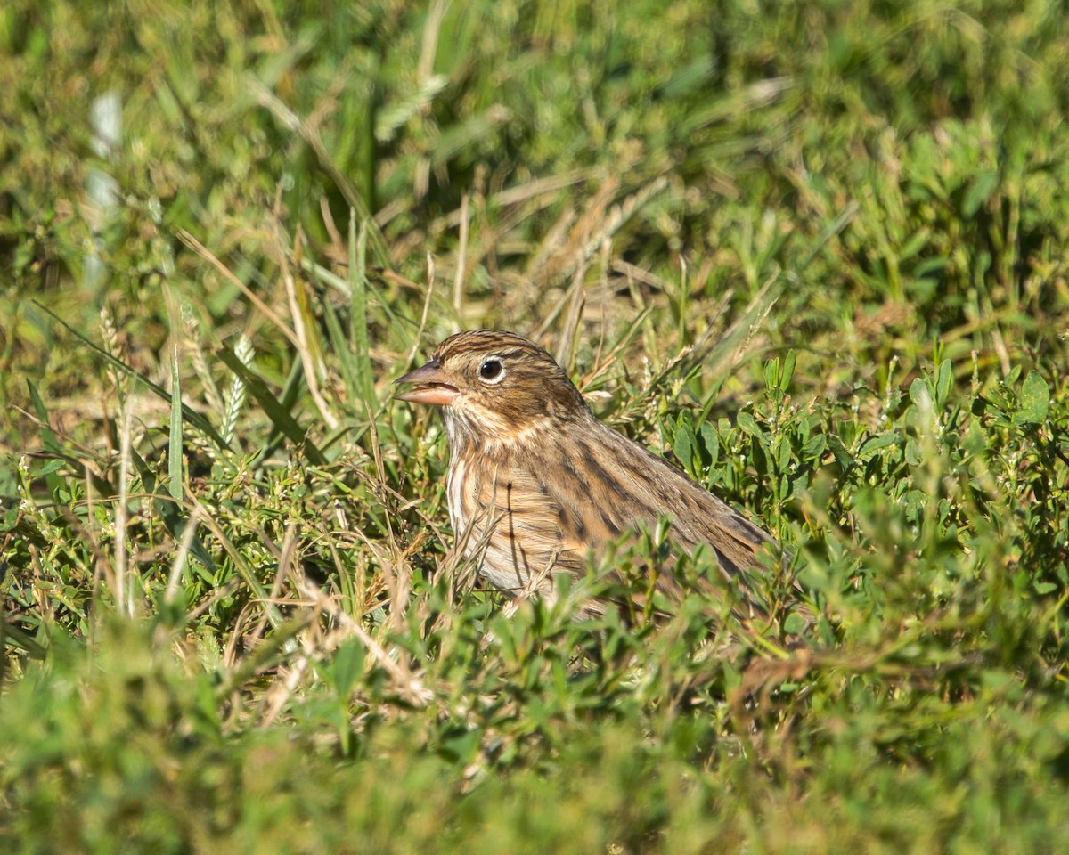 Vesper Sparrow - ML643599985