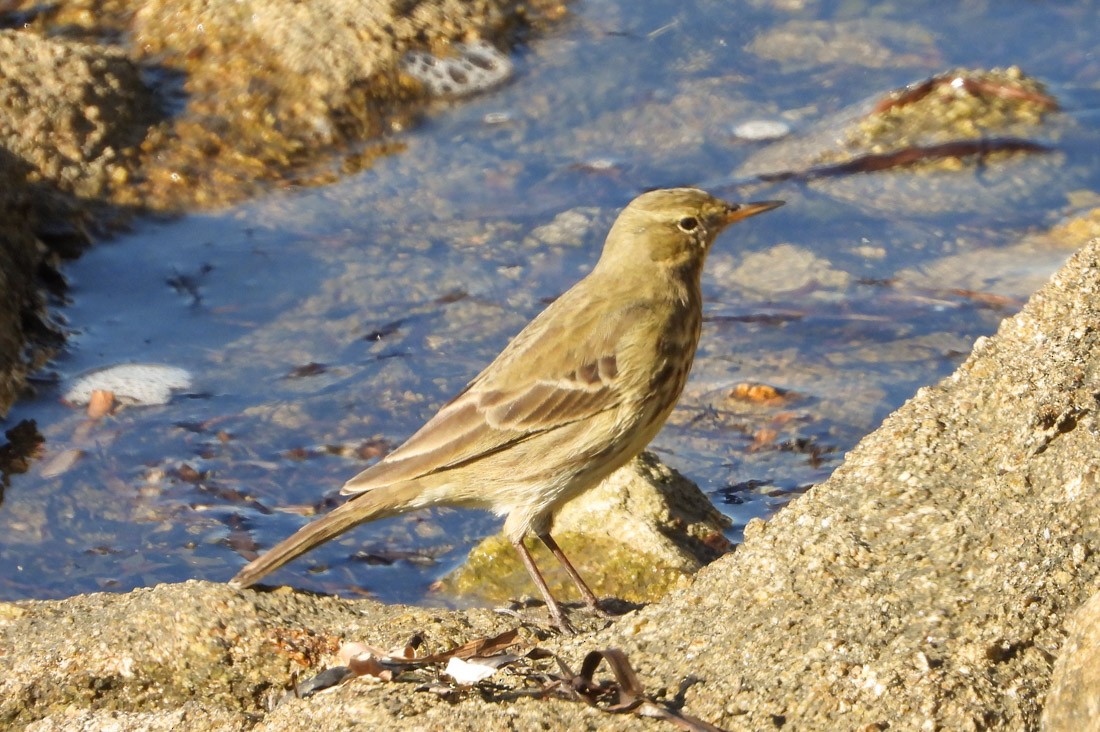 skjærpiplerke - ML643599995