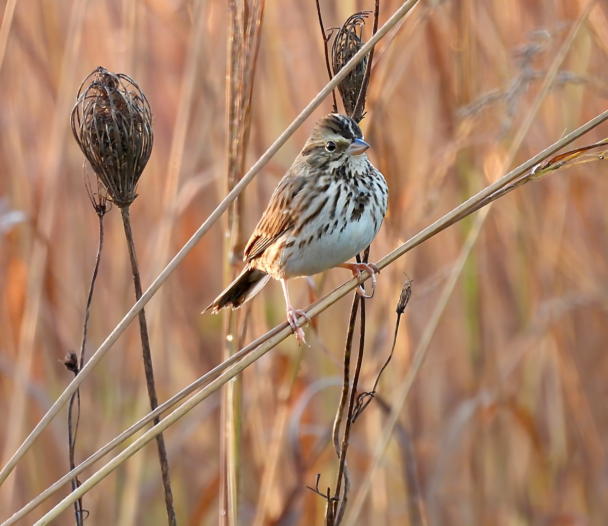 Savannah Sparrow - ML643599998