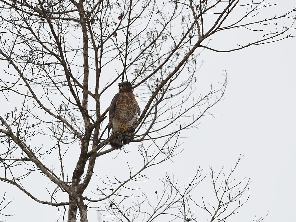 Roadside Hawk - ML643600001