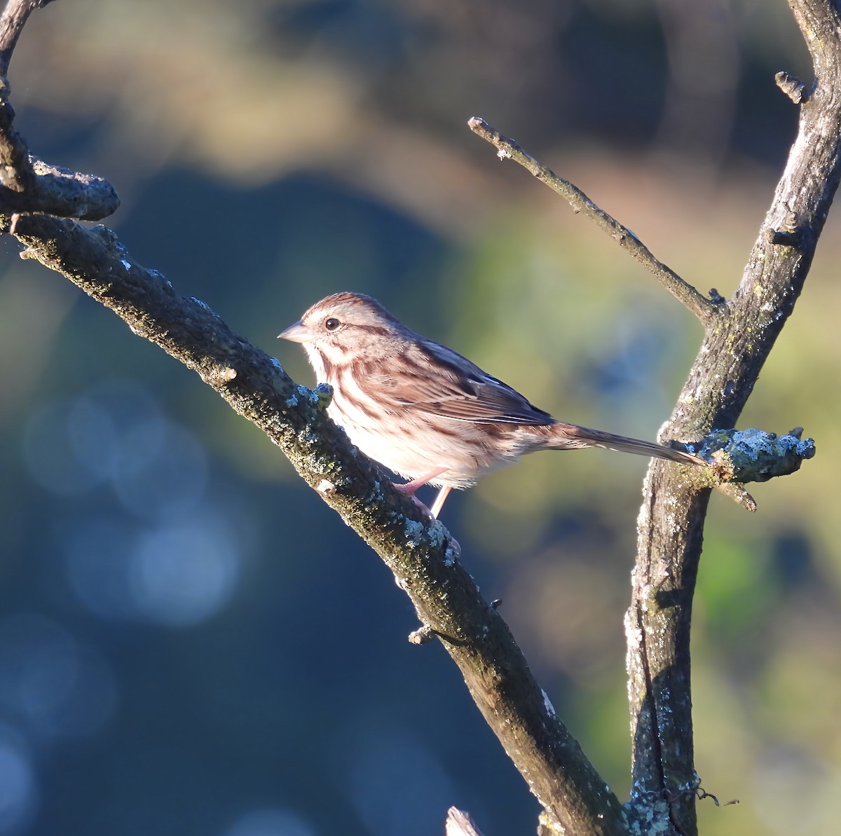 Song Sparrow - ML643600002