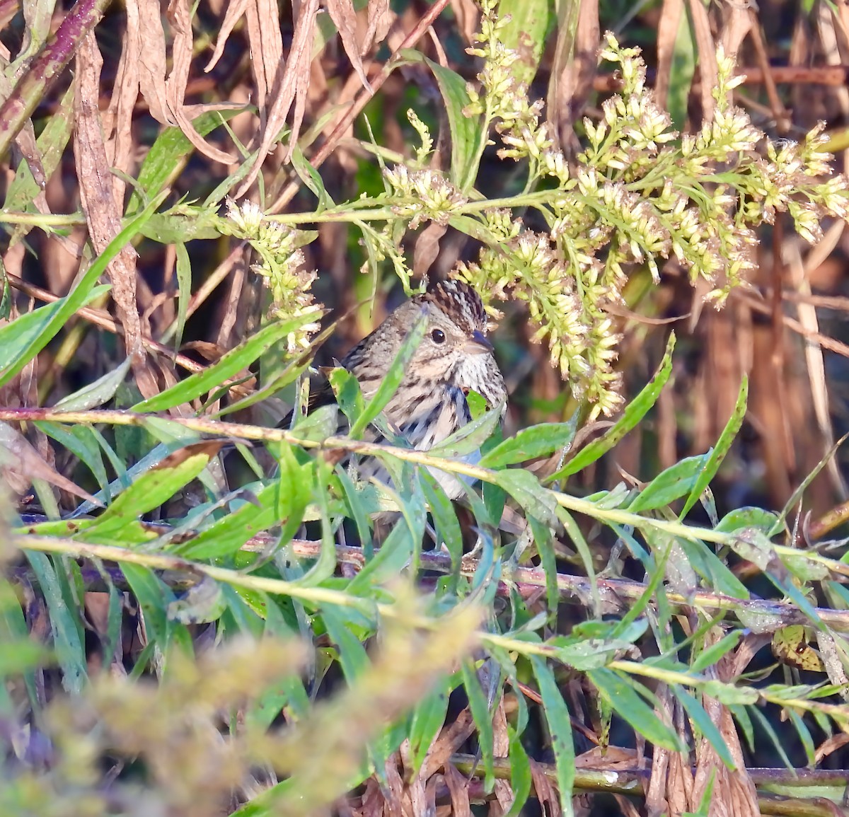 Lincoln's Sparrow - ML643600010