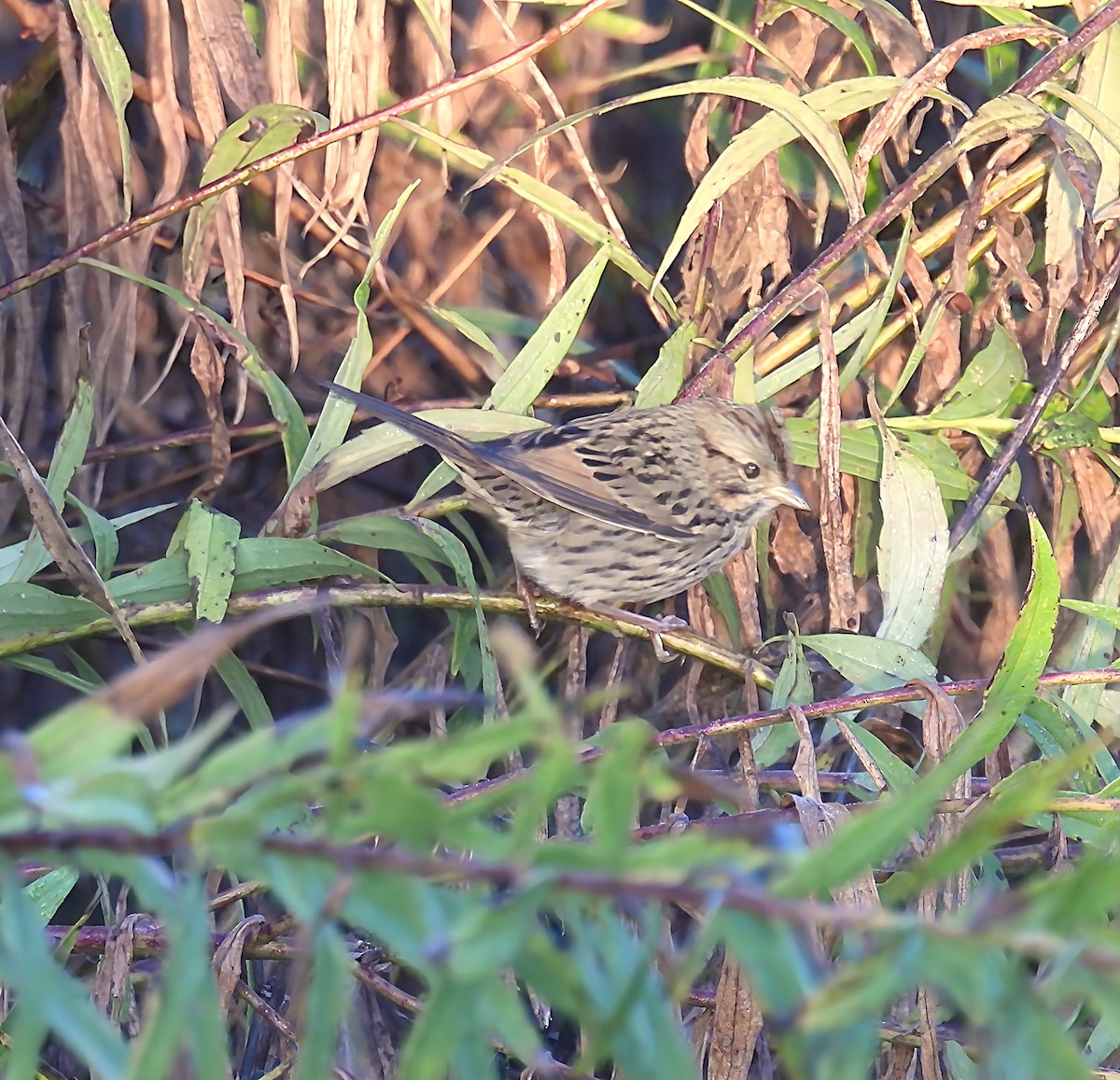 Lincoln's Sparrow - ML643600011