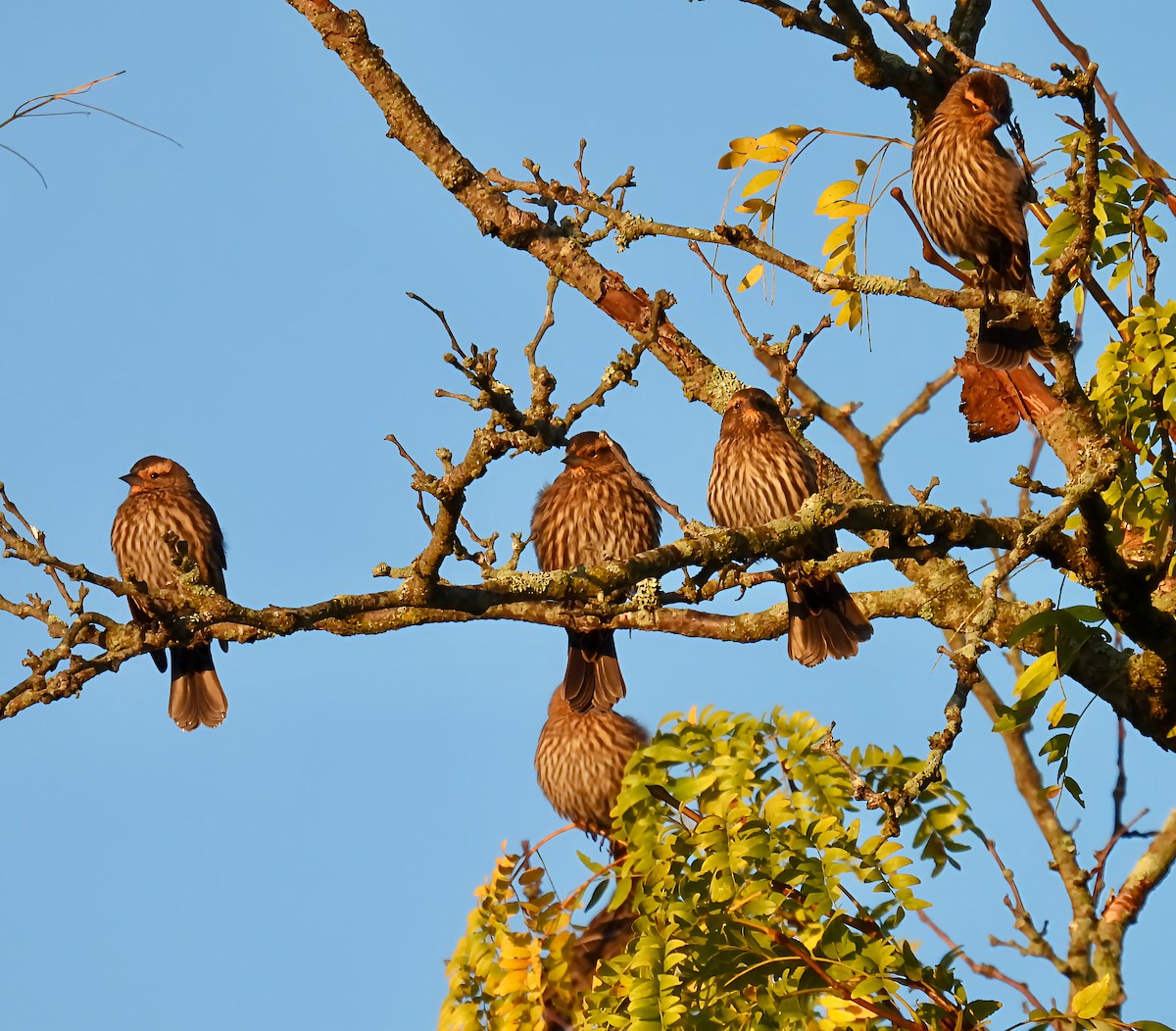 Red-winged Blackbird - ML643600022