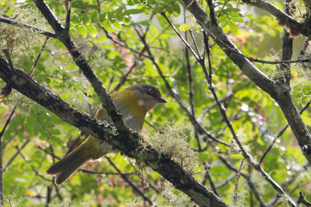 Common Chlorospingus - ML643600036