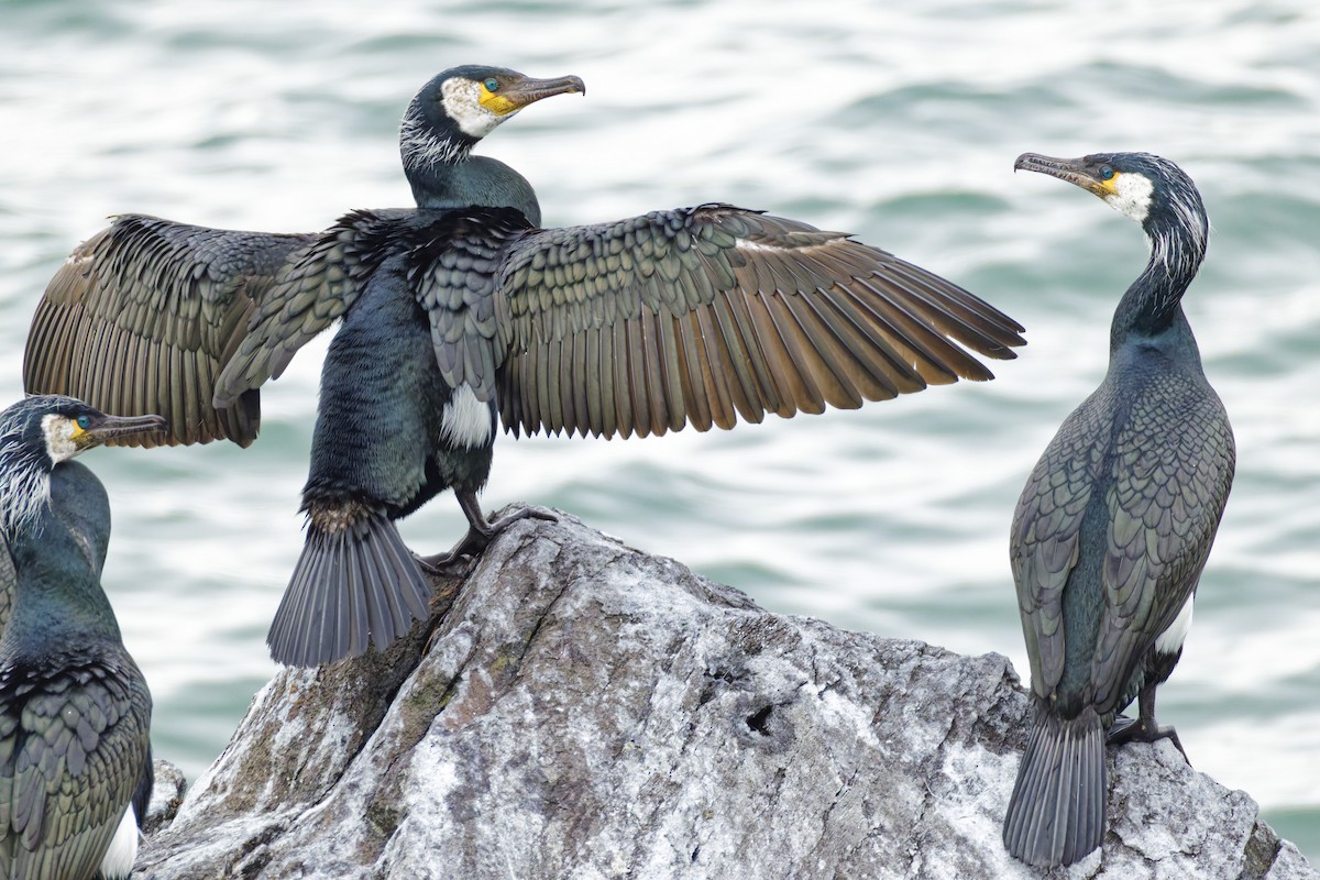 Cormoran de Temminck - ML643600062