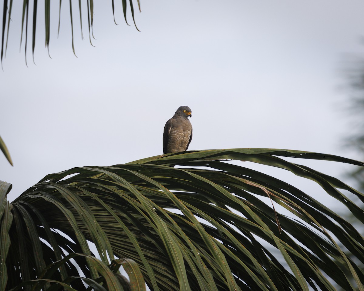 Roadside Hawk - ML643600108