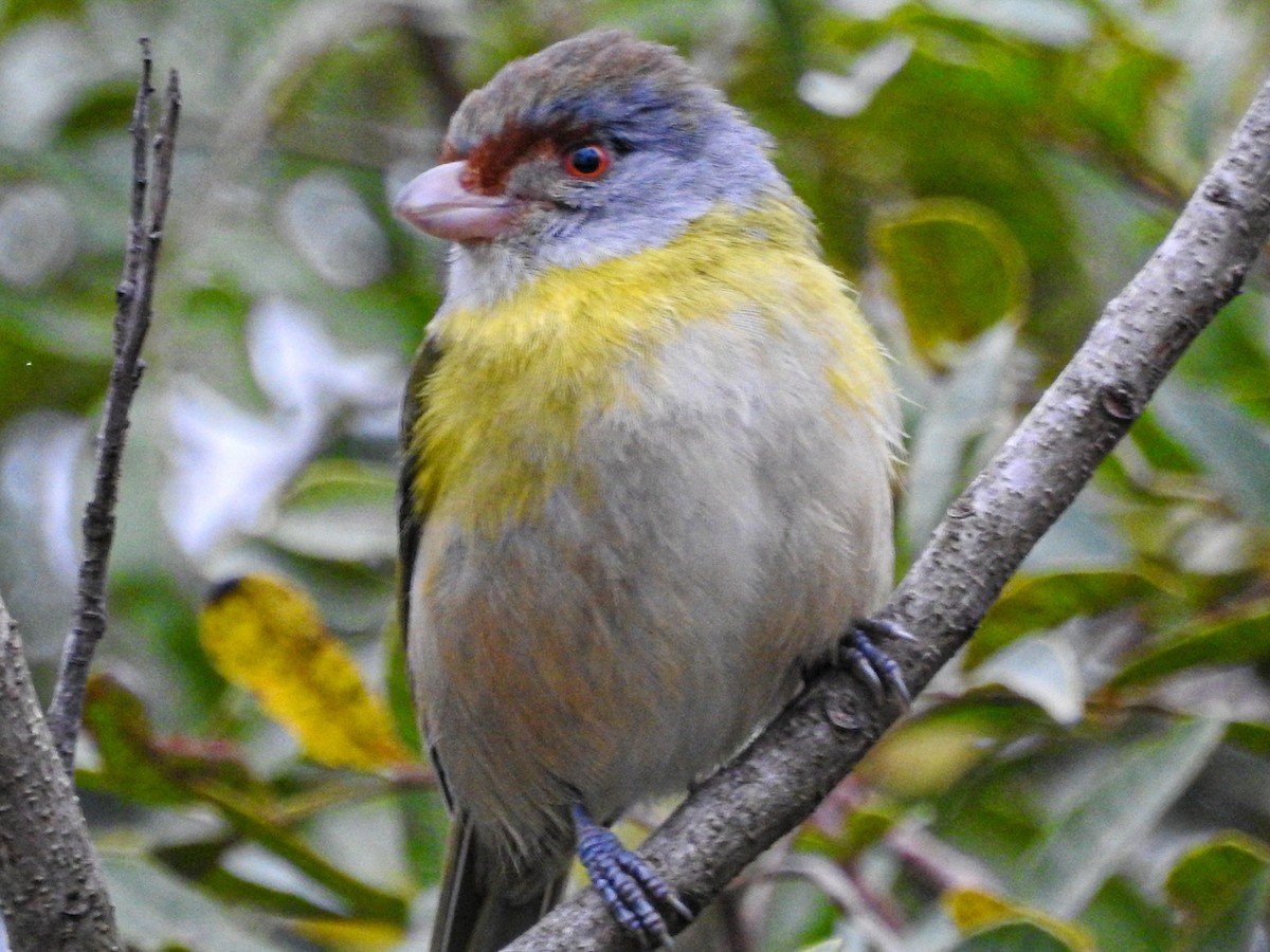 Rufous-browed Peppershrike - ML643600112