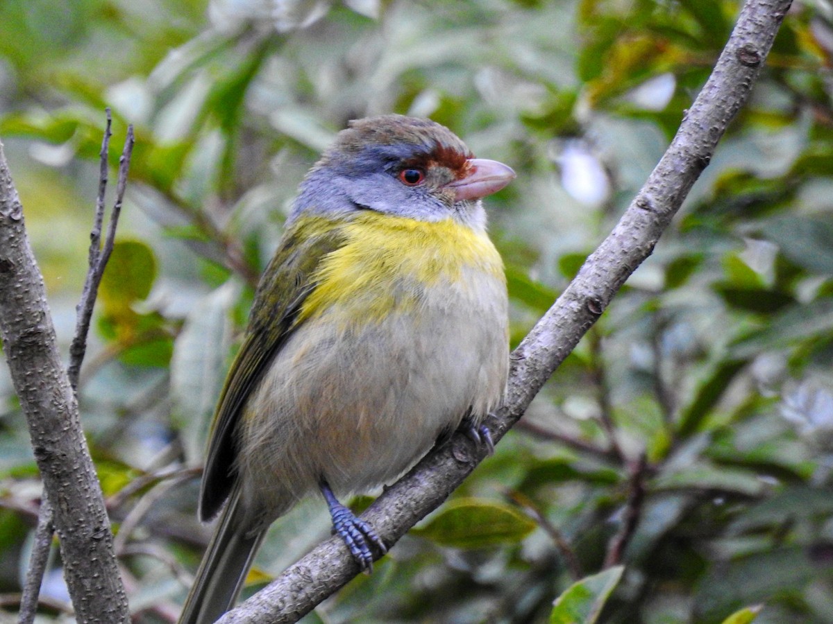 Rufous-browed Peppershrike - ML643600113