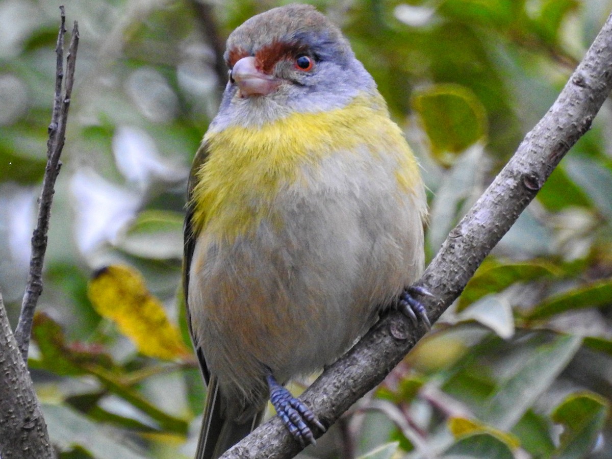 Rufous-browed Peppershrike - ML643600114