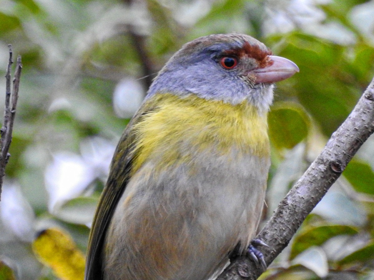 Rufous-browed Peppershrike - ML643600115