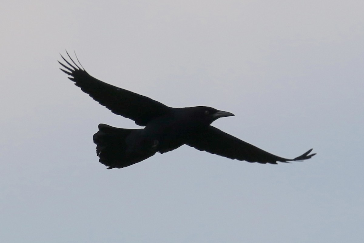 American Crow - ML643600126