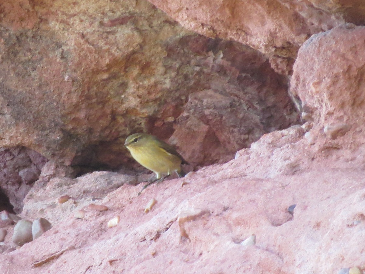 Common Chiffchaff - ML643600128