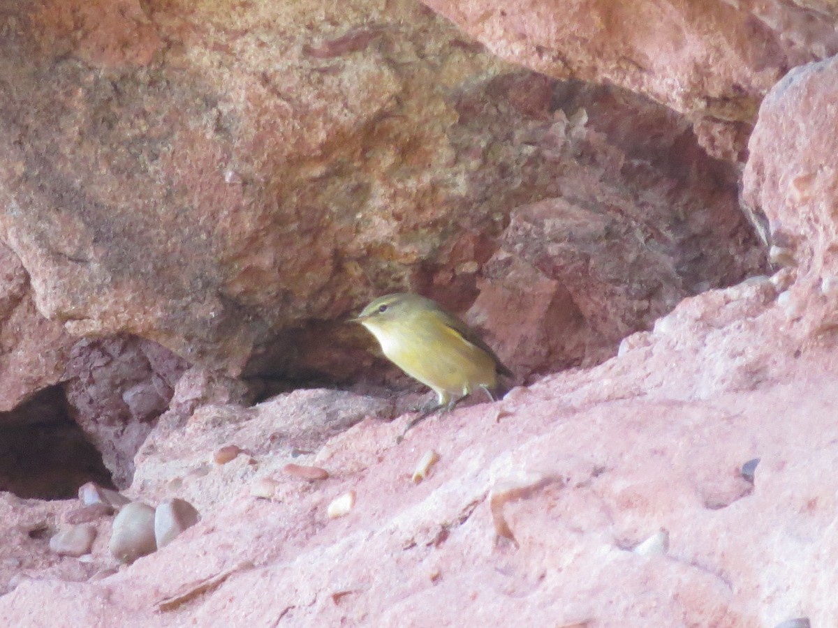 Common Chiffchaff - ML643600129