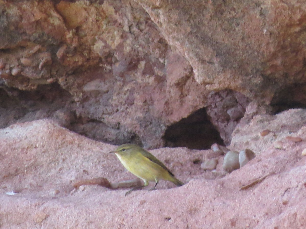 Common Chiffchaff - ML643600130