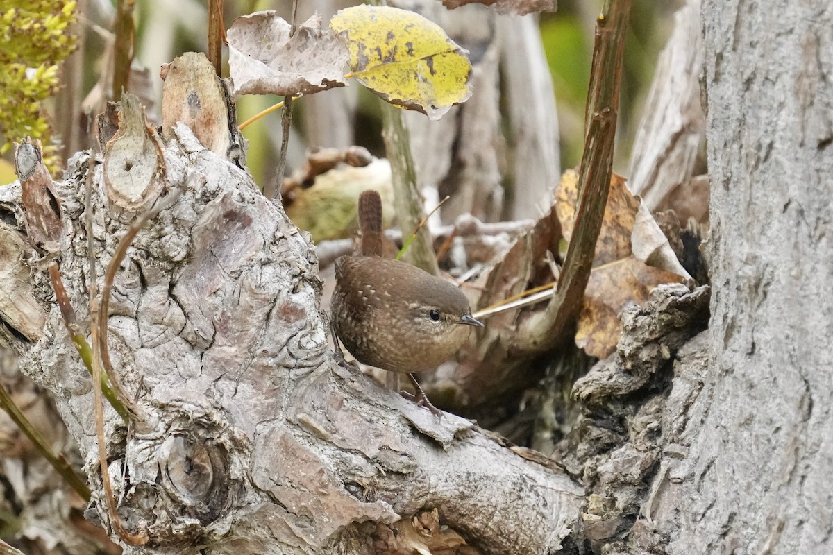 Troglodyte des forêts - ML643600146