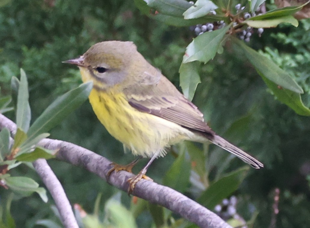 Prairie Warbler - ML643600151