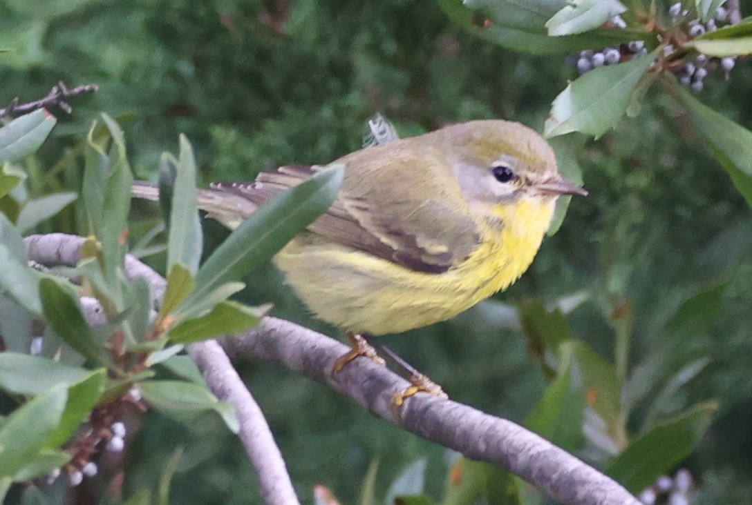 Prairie Warbler - ML643600152