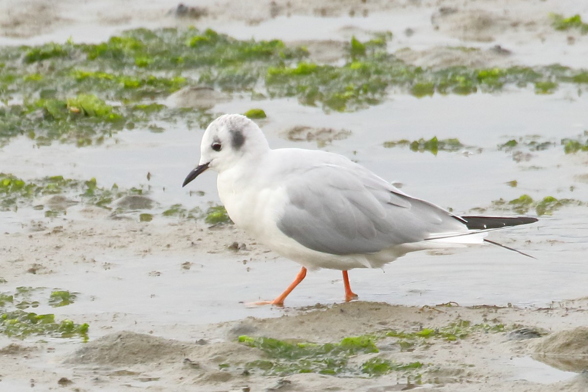 Bonaparte's Gull - ML643600158