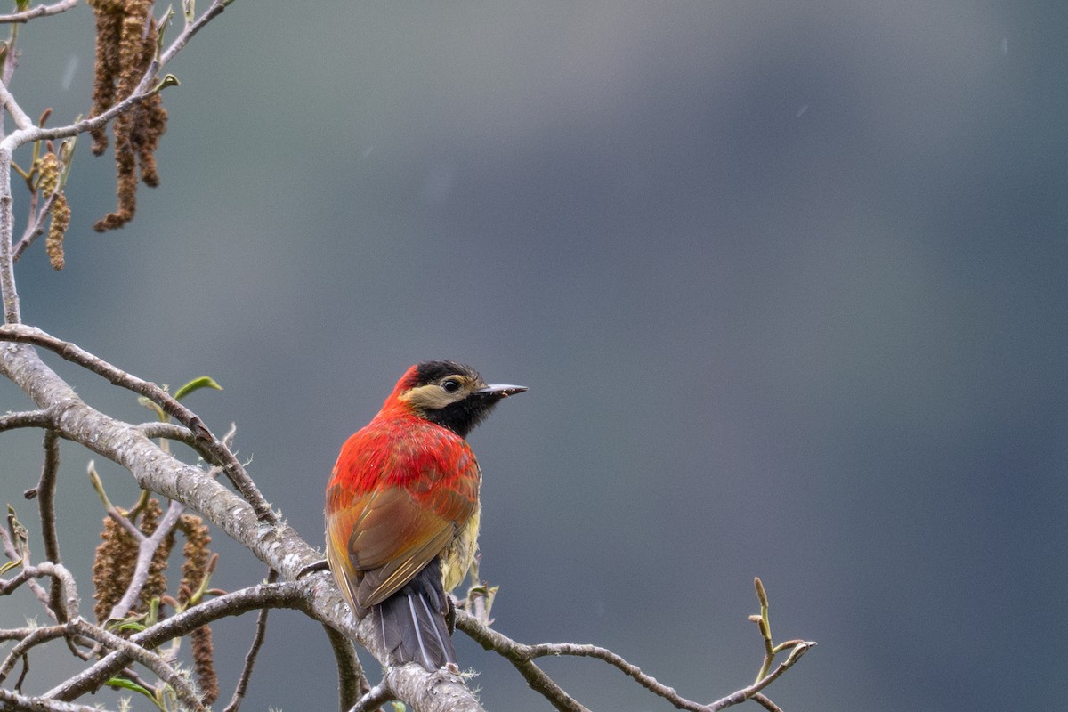Crimson-mantled Woodpecker - ML643600159