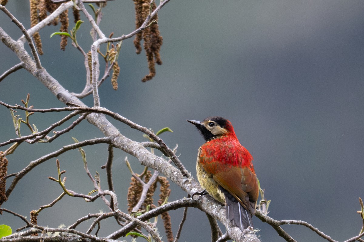 Crimson-mantled Woodpecker - ML643600160