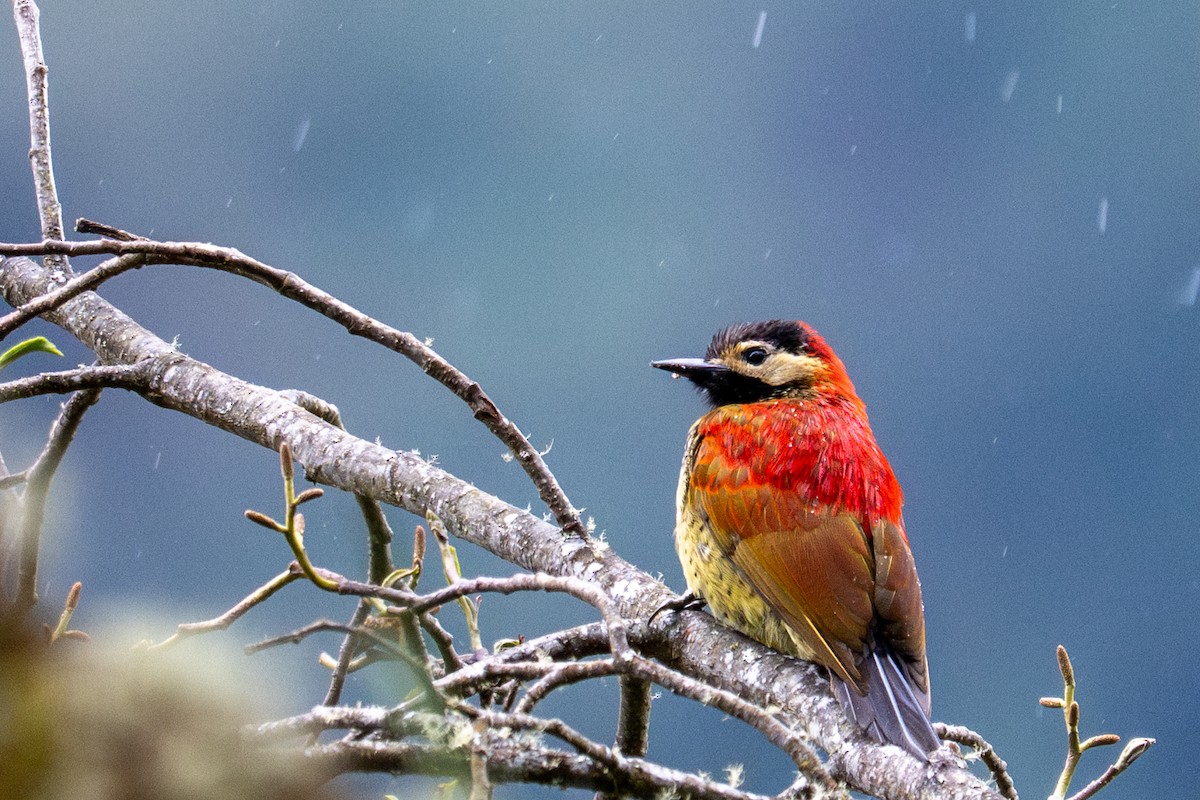 Crimson-mantled Woodpecker - ML643600161