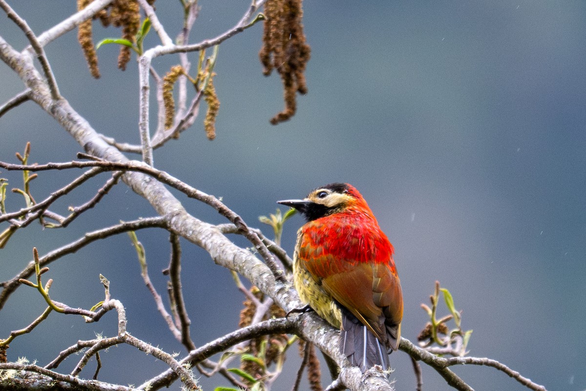 Crimson-mantled Woodpecker - ML643600162