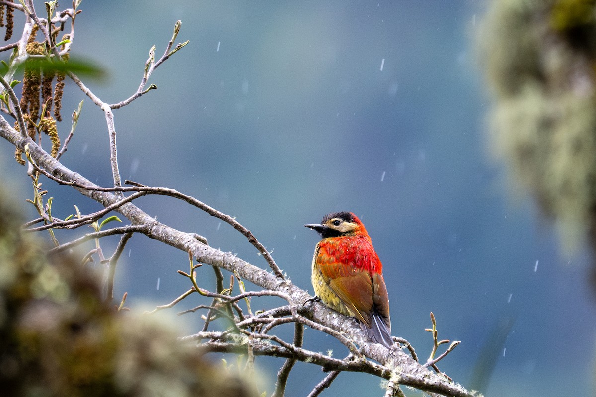 Crimson-mantled Woodpecker - ML643600165