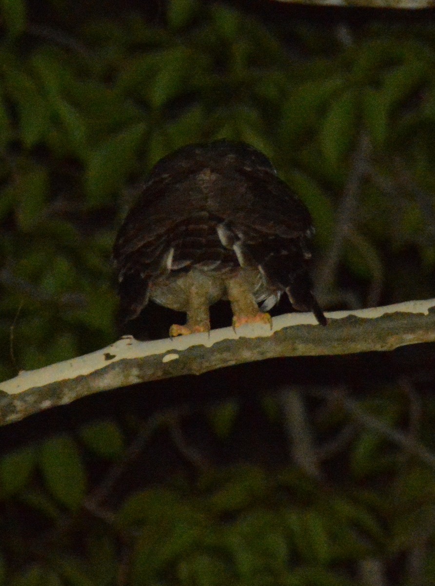 African Wood-Owl - ML643600173