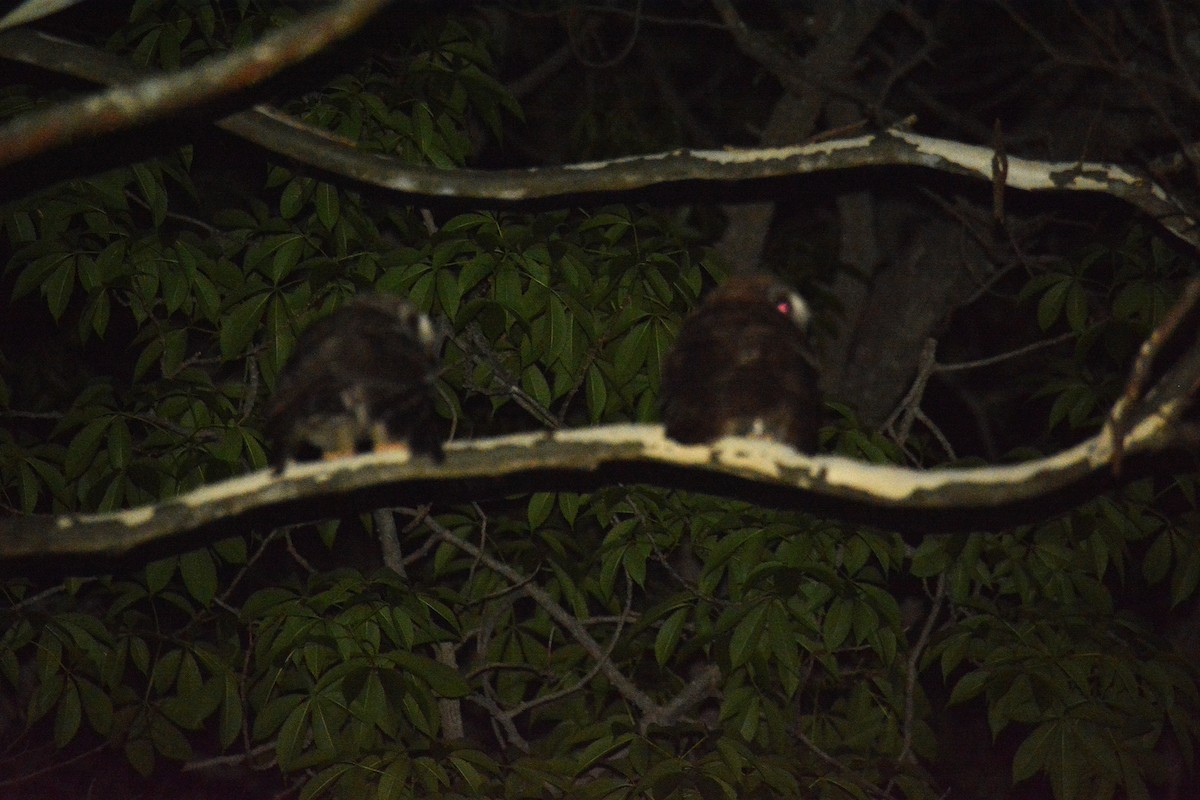 African Wood-Owl - ML643600174