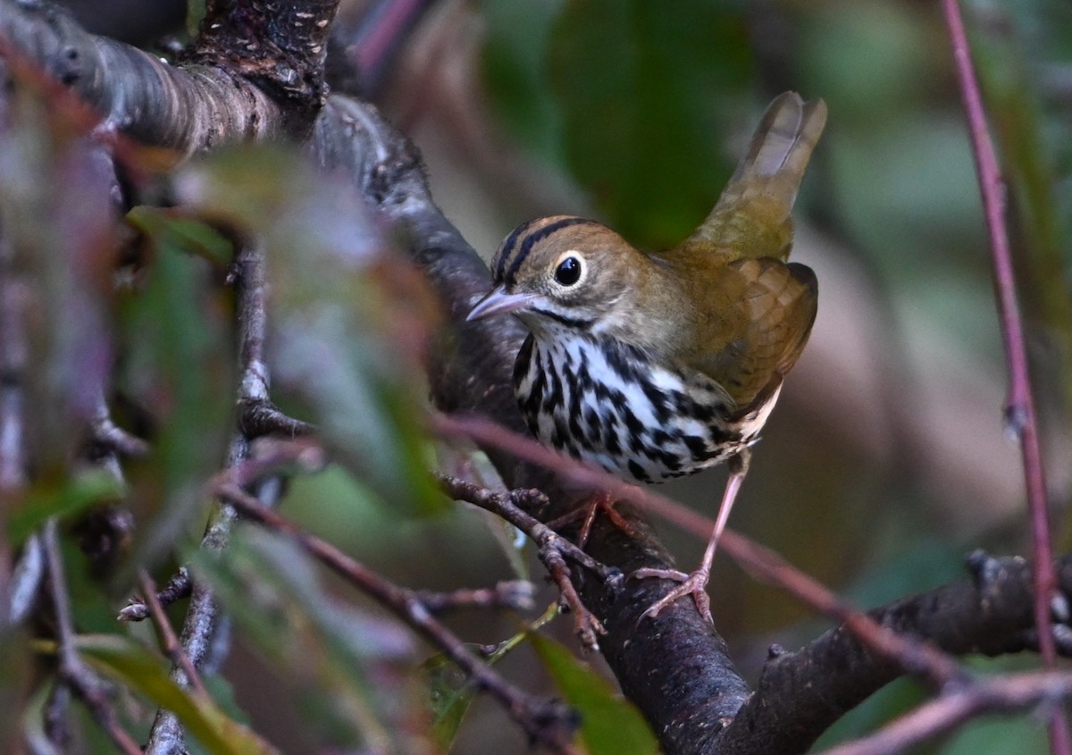 Ovenbird - ML643600205