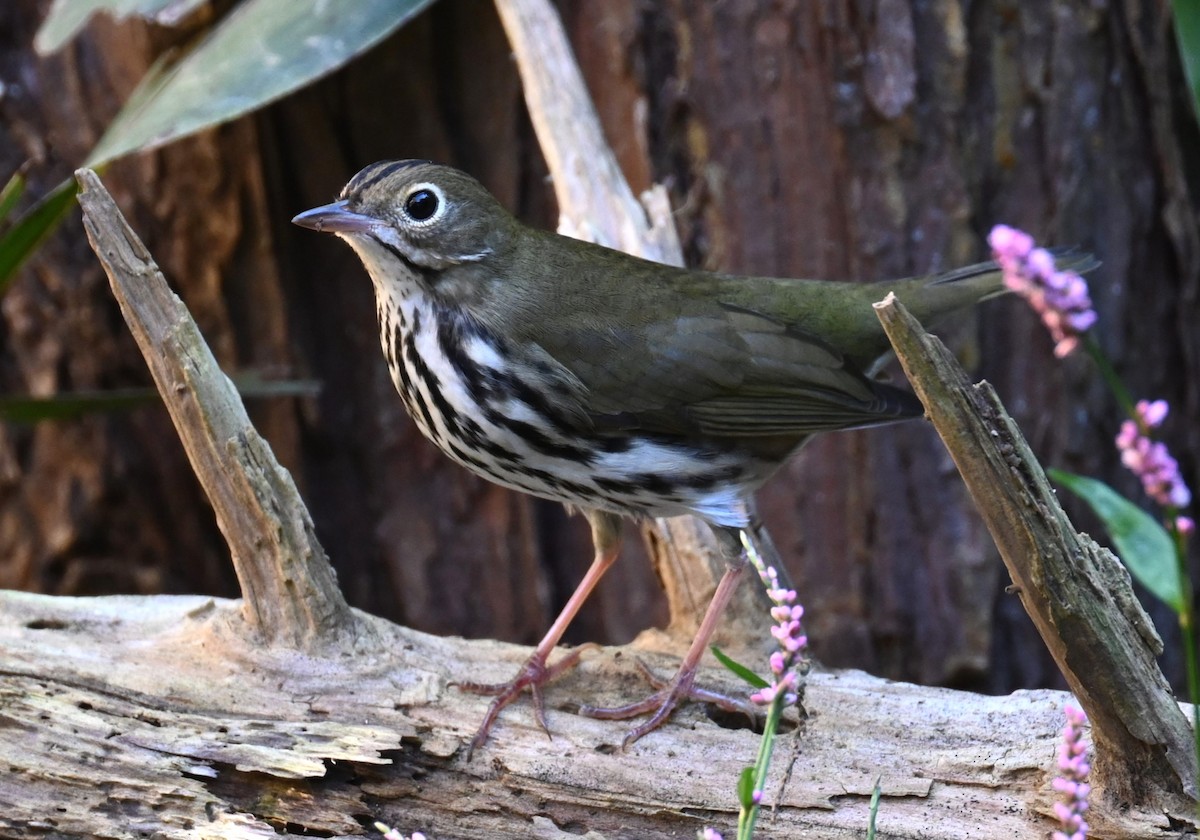 Ovenbird - ML643600206