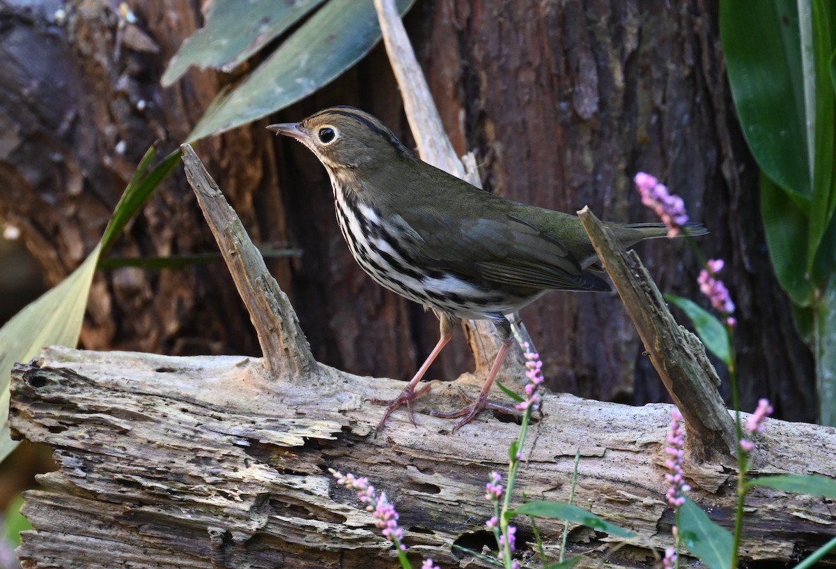 Ovenbird - ML643600207