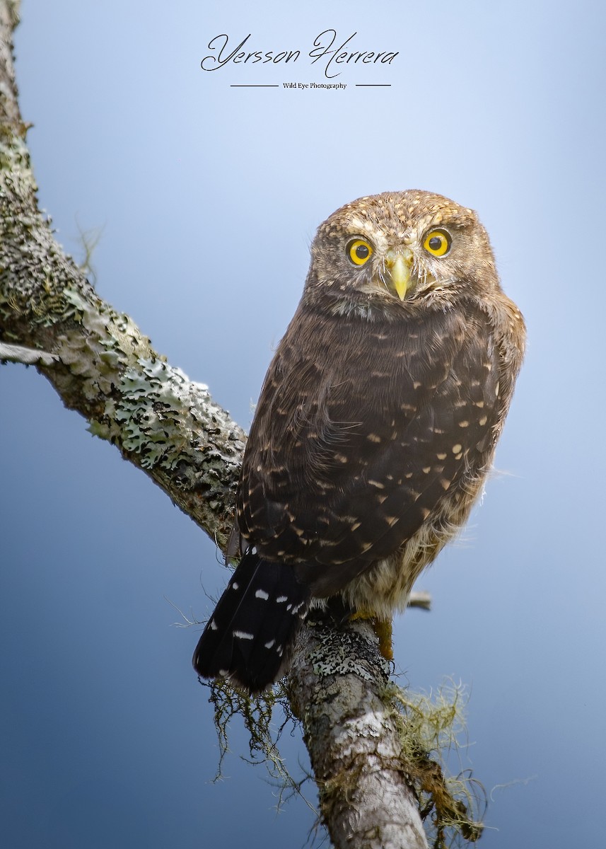 Andean Pygmy-Owl - ML643600220