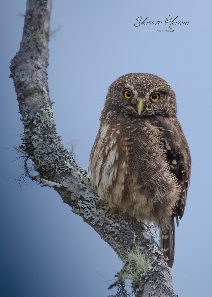 Andean Pygmy-Owl - ML643600221