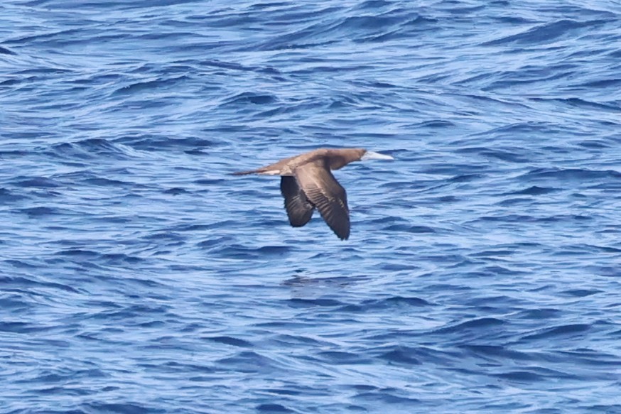 Brown Booby - ML643600269