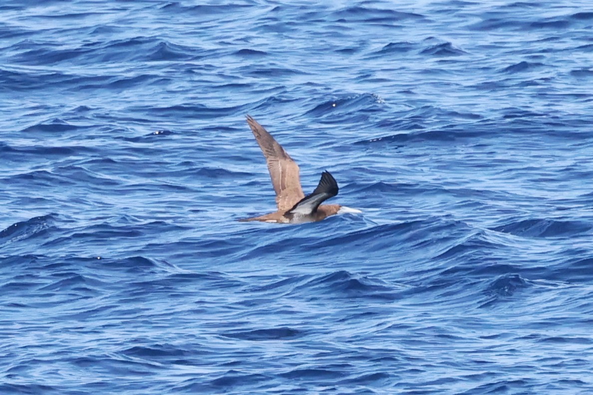 Brown Booby - ML643600274