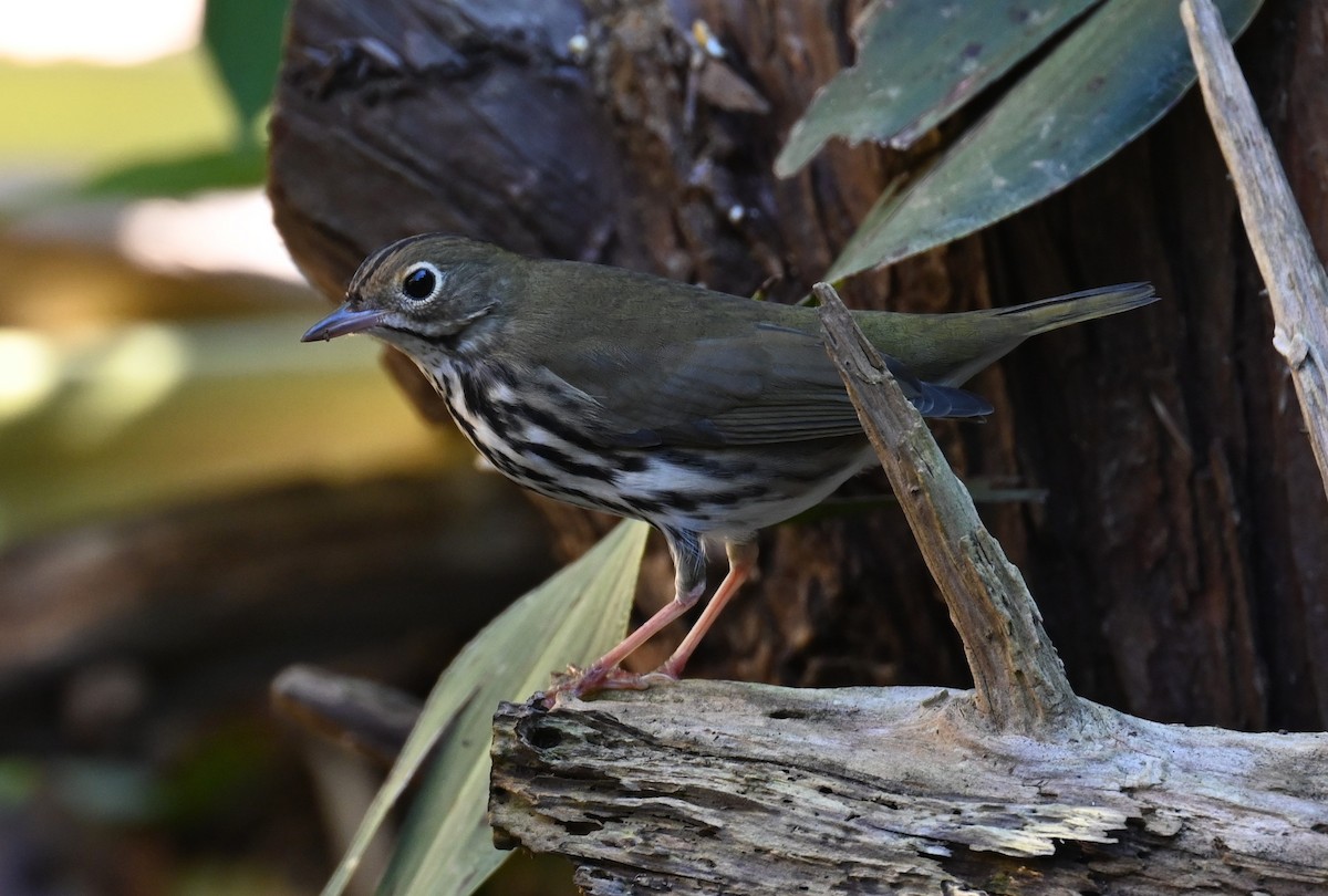 Ovenbird - ML643600278