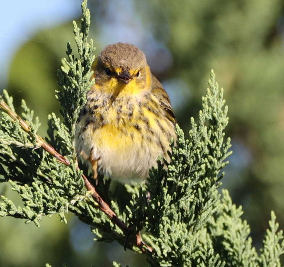 Cape May Warbler - ML643600288