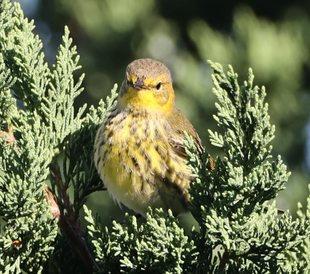 Cape May Warbler - ML643600289