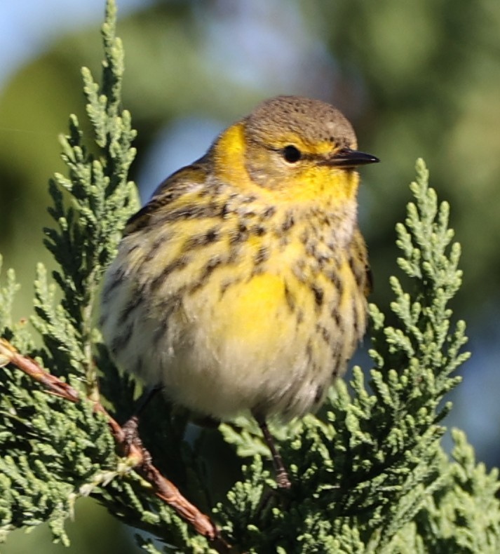 Cape May Warbler - ML643600290