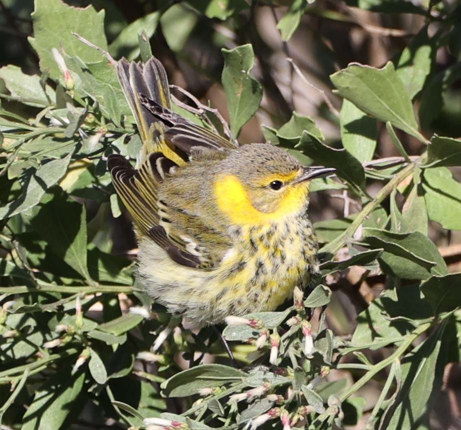 Cape May Warbler - ML643600291