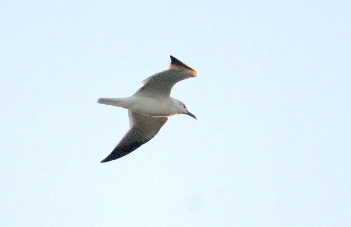 Laughing Gull - ML643600293