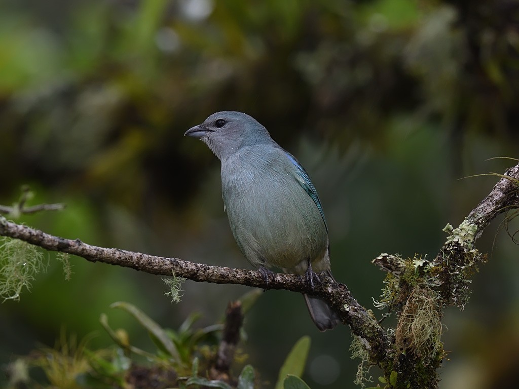 Azure-shouldered Tanager - ML643600307